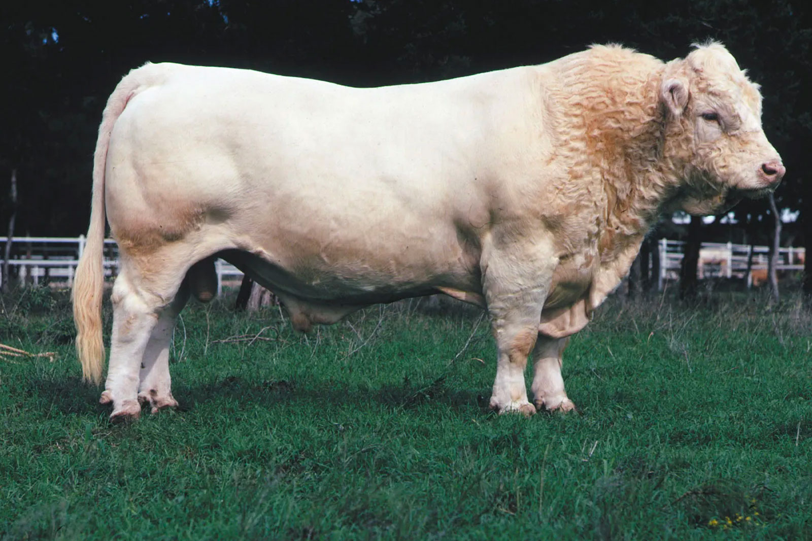 Charolais-bull